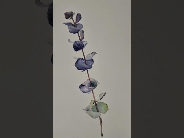 유칼립투스 물빛 수채화 |  풀꽃그림 | 꽃그림 수채화 | Eucalyptus watercolor #shorts #watercolor #수채화