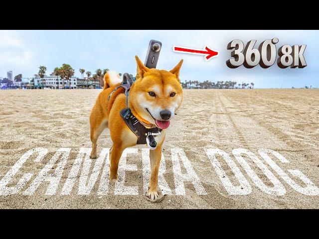 My Shiba Inu Films His Own 8K 360° Video - The Results Are Hilarious!