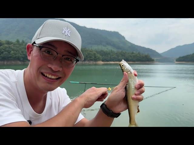 探釣黃山太平湖，金色草魚鍋蓋鯿