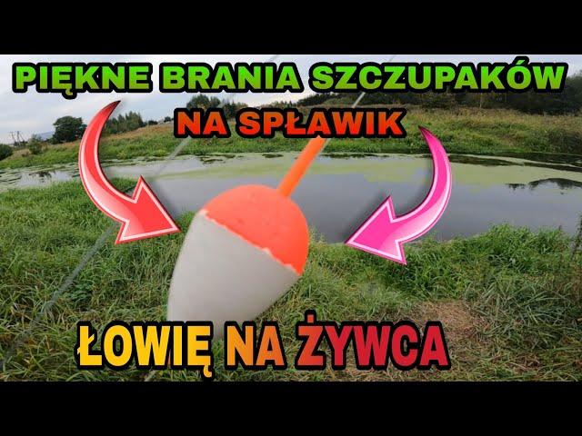 SZCZUPAKI na ŻYWCA! BRANIE drapieżnika i SPŁAWIK idzie w grunt! #Łowię na rzece.