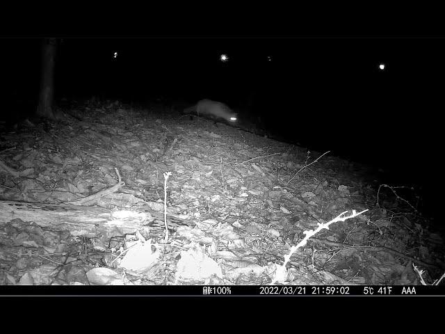 Screaming Fox–The Most Frightening Sounds In The Woods at Night–Trail Camera