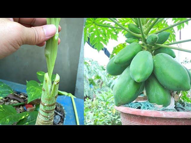 How To Graft Papaya Tree | Papaya Grafting Technique