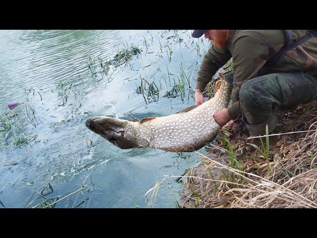 The BIGGEST River Fish I've Ever Caught! Smashed It at my Feet!