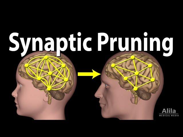 Synaptic Pruning, Animation