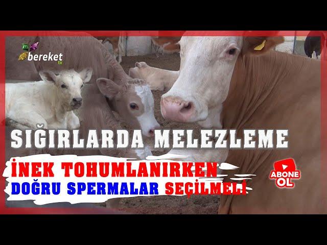 Sığırlarda Melezleme Çalışmaları - Yeni Doğan Buzağıları 6 Ay Sütle Besliyorlar