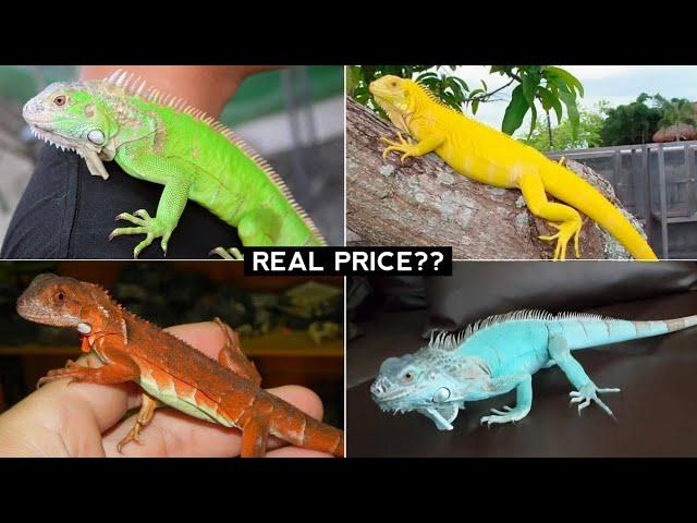 Iguana price you need to know before you get cheated | AnimalHolic