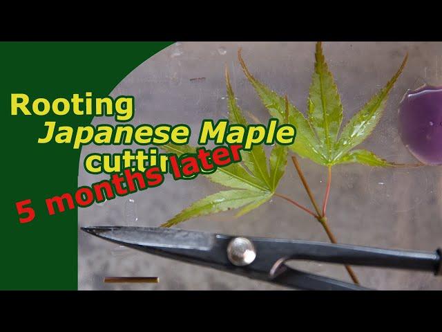 Follow-up on "Rooting Japanese Maple Cuttings" | End of season quick Update