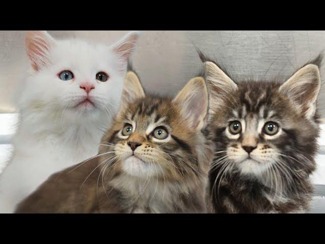 Adorable Maine Coon Kittens
