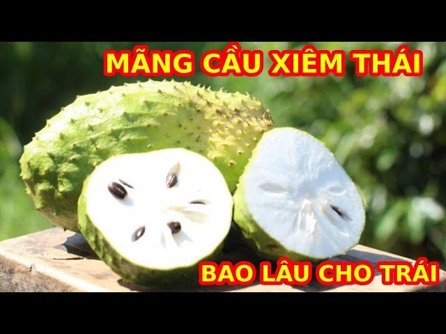 MÃNG CẦU XIÊM THÁI TRỒNG BAO LÂU CHO TRÁI