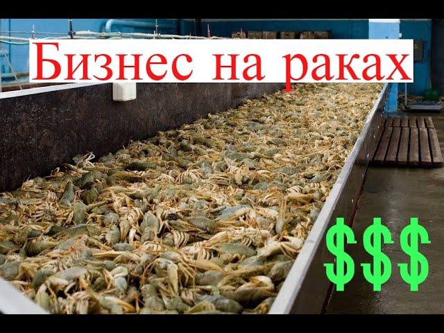 СУПЕР ИДЕЯ!!!Раки разведение как бизнес идея