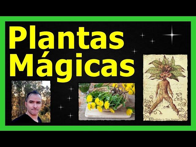 PLANTAS MÁGICAS (Mi Laboratorio Mágico 10 años después) #plantas #hierbas #magianatural