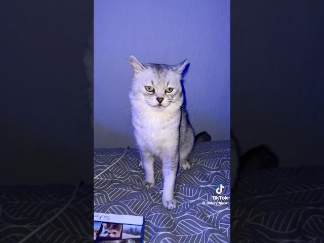 Deksy The Cat Play GTA 6