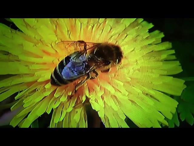 БИОСФЕРА: 97. Медоносная Пчела (Apis mellifera)