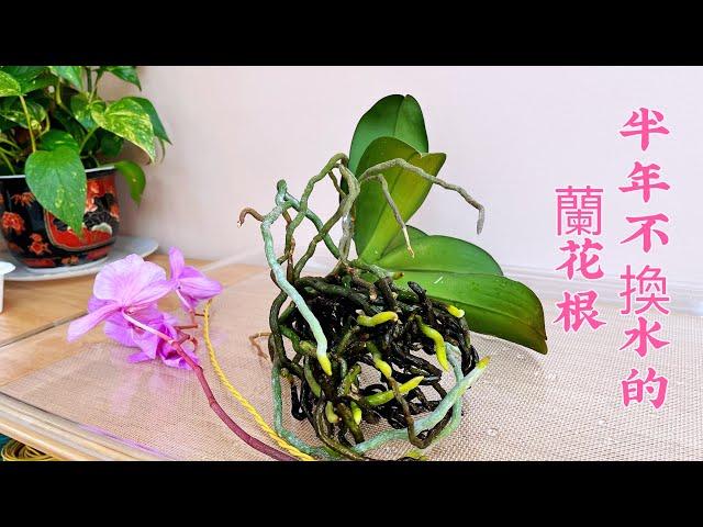 蘭花（78）（粵語）水培蘭花不爛根的秘訣￼