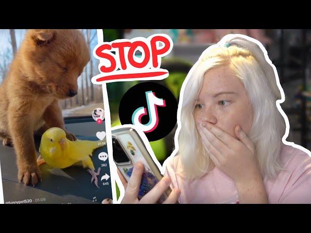 STOP DOING THIS! Terrible Viral Pet TikToks