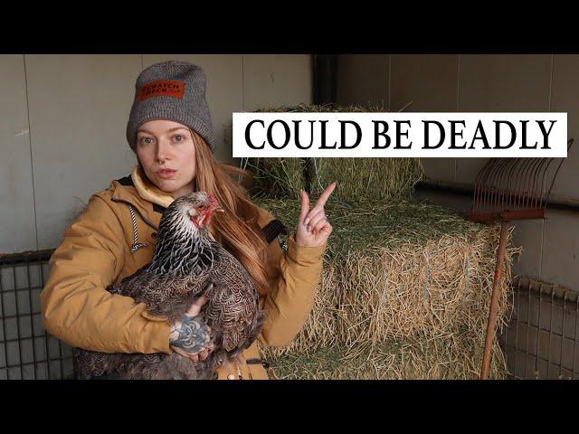 BIGGEST MISTAKE Chicken Keepers Make & How to Prevent Tragedy