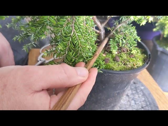 pruning/ styling two weeping eastern hemlock bonsai - Part 1