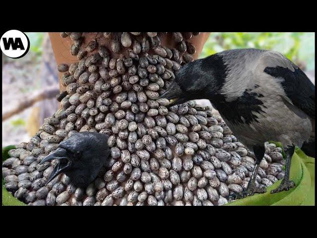 This Is Why the World Should Fear Crows