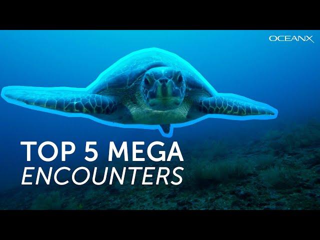 5 of Our Most Mega Ocean Life Moments | OceanX Encounters