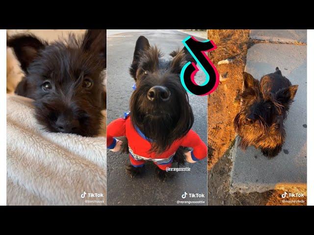  Cutest Scottish Terrier  Funny and Cute Scottish Terrier Puppies and Dogs Videos