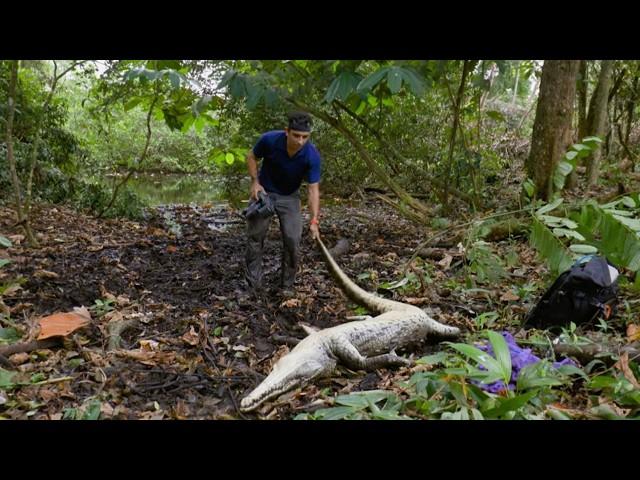 The Den of Spearhead Snakes | Costa Rica