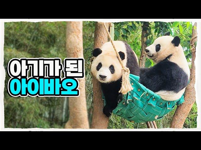 (SUB) Pandas who play on a swing│Panda Family