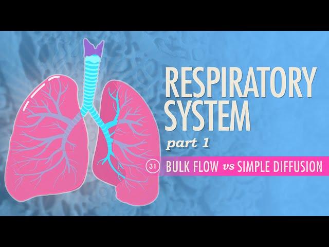 Respiratory System, Part 1: Crash Course Anatomy & Physiology #31