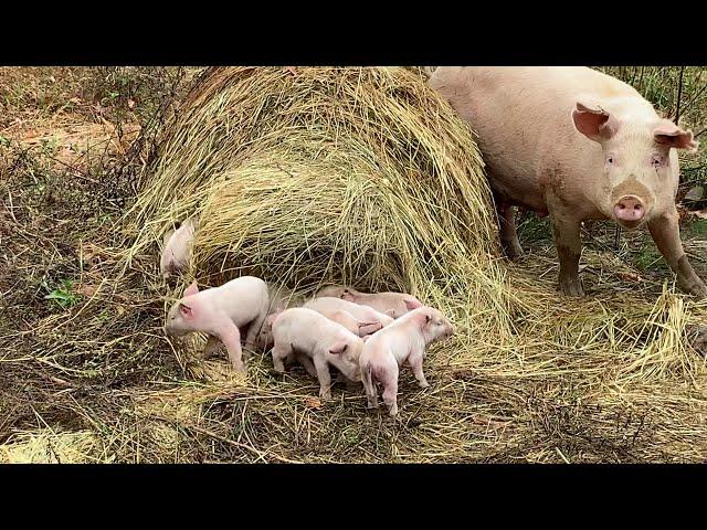 Momma Pig broke out and had an amazing litter of 14 piglets   |   Raising Pigs On Pasture