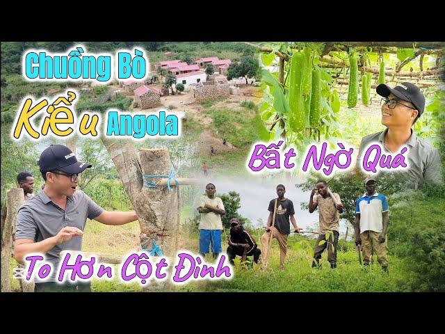 Huy Khánh Vlogs || Chuồng Bò Chất Lượng Kiểu Angola - To Hơn Cột Đình - Bất Ngờ Bầu Sai Trĩu Quả ???