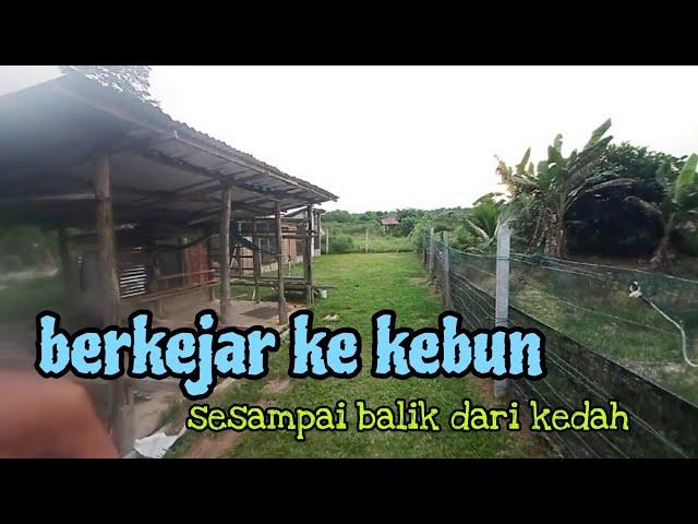 [Episod1184] pak long terus ke kebun selepas 8 jam memandu dari kedah