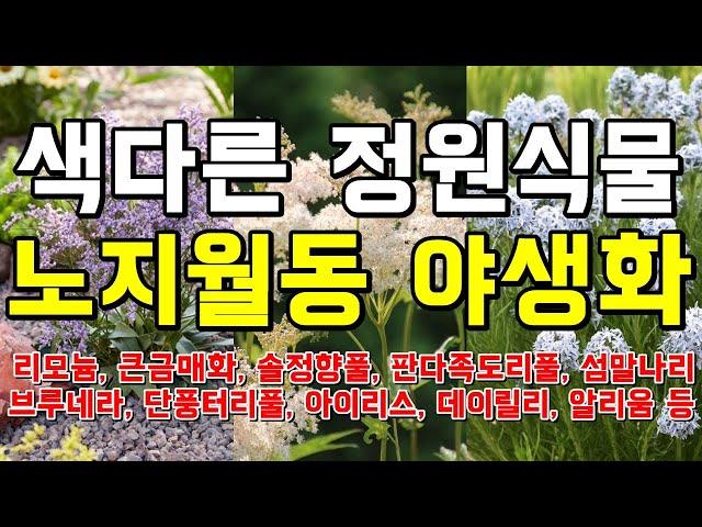 색다른 정원식물, 노지월동 야생화로 지속 가능한 정원 만들기. - Wild Garden Flower