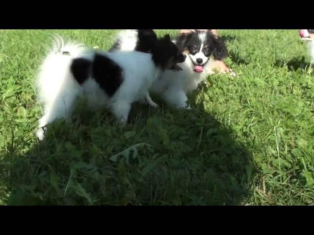 Kennel FCI  DZHERMANOTTA ROYALS Litter W