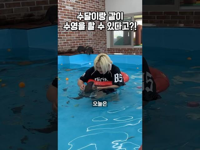국내 유일 수달이랑 같이 수영을 할 수 있는곳?!