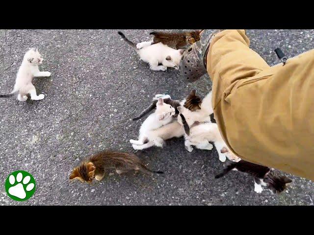 Man is ambushed by 13 homeless kittens