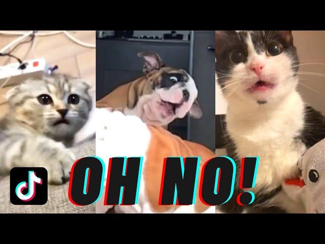 Oh No TikTok Compilation (oh no no no song) | Pet edition