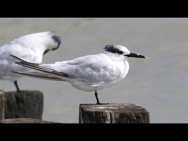 My Channel Trailer - Birding with Nick Upton