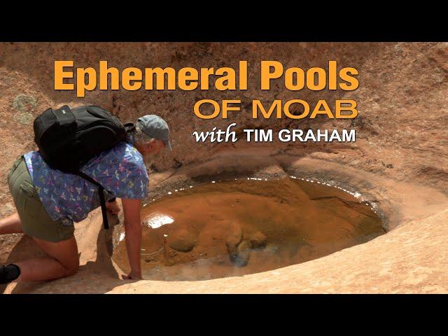 Ephemeral Pools of Moab ~ The Nature & Creatures of Water Potholes