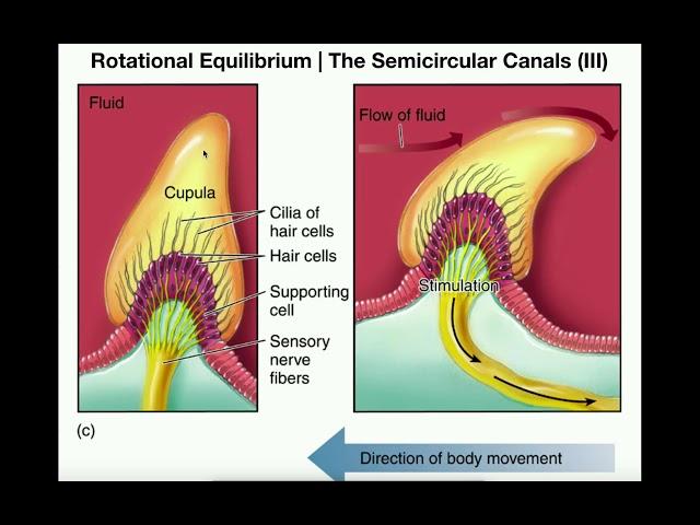 Anatomy | Physiology of the Semicircular Canals