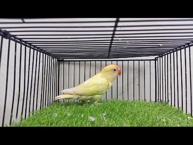 cremino jumbo size Mashallah || male   || ,کریمینو میل || R.S Birds Aviary