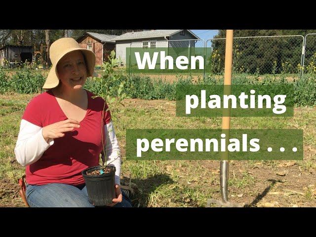 5 Tips for Planting Perennials