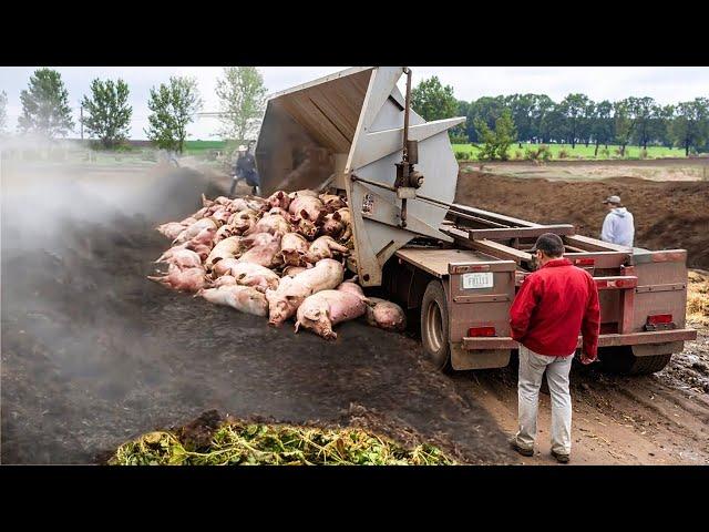 Farmers have never seen such a pig technique before - Most ingenious farm inventions