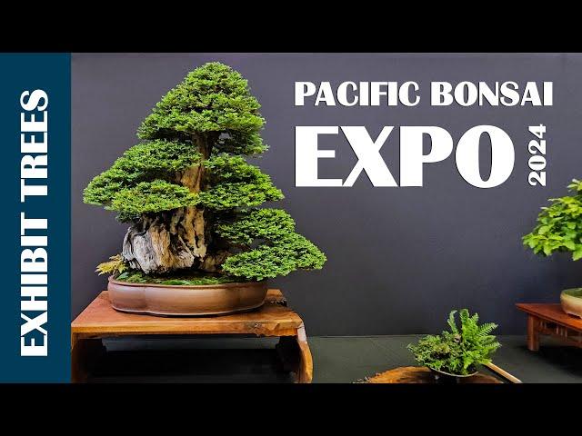 2024 Pacific Bonsai Expo | Part 1 Exhibit Trees