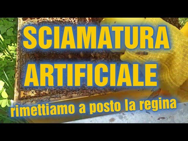 Apicoltura CD: Sciamatura artificiale, rimettiamo la regina in produzione!