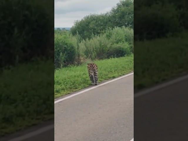 В Приморье леопард сопровождал автомобиль. Источник - https://t.me/newsvlru/88728