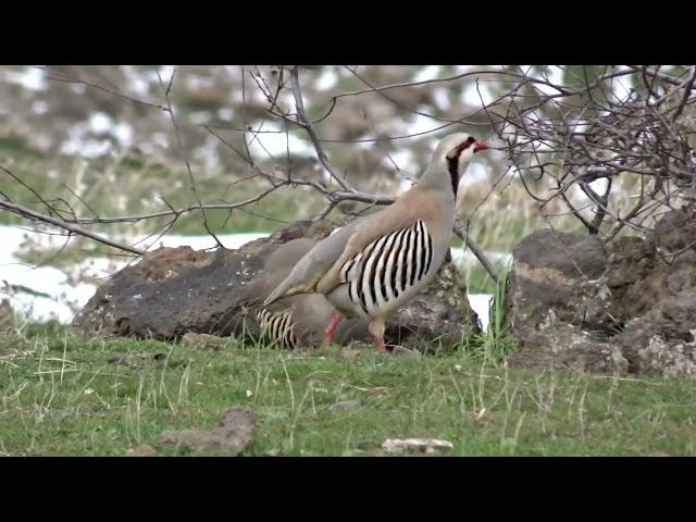 Keklik Avı (Bağlı) - الحجل طائر - куропатка - partridge