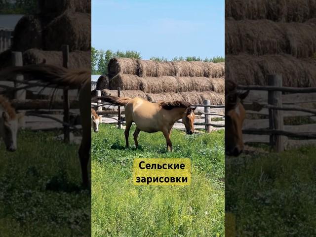 Сельские зарисовки #сельскоехозяйство #сельскаяжизнь #кони #деревня #деревенскаяжизнь