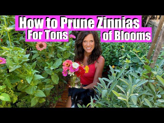 3 Ways to Prune Zinnias for Tons of Blooms All Summer 