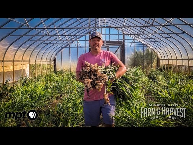 Farming Produce from 100's of Years Ago | Maryland Farm & Harvest