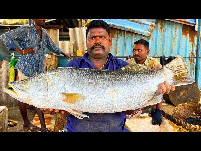 KASIMEDU  SPEED SELVAM | BIG GOLD KODUVA FISH CUTTING VIDEO | IN KASIMEDU | FF CUTTING 