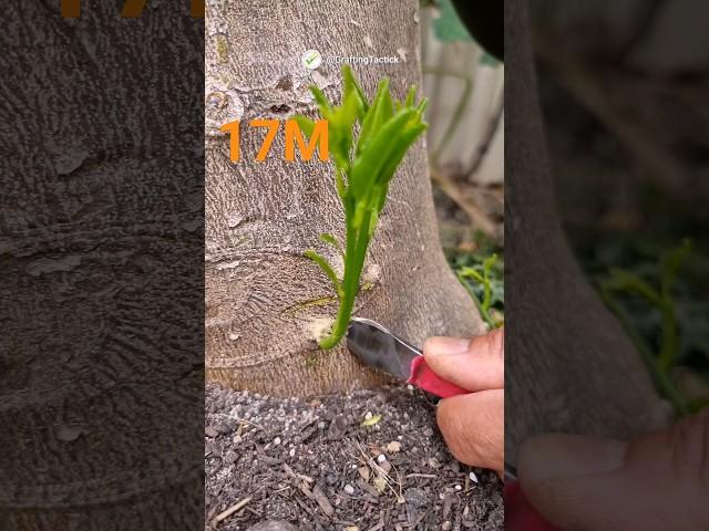 Beyond grafting technique new experience #graftingtactick #grafting #gardening #propagation #Shorts